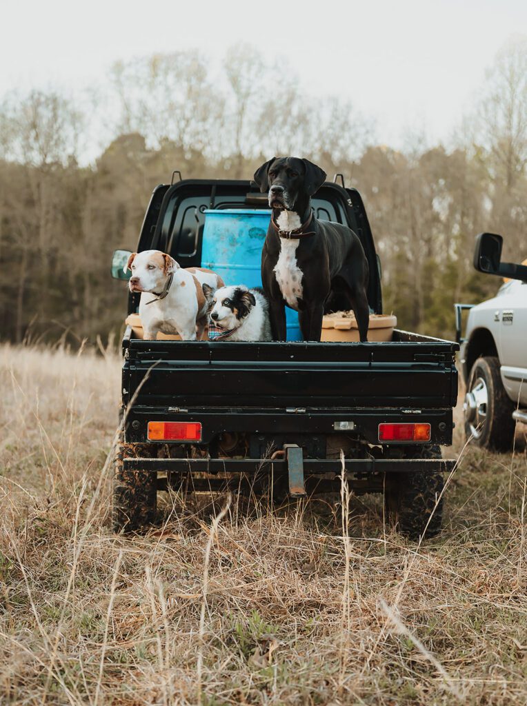 farm dogs waiting on engagement pictures